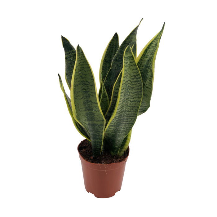 Sansevieria Superba - ↕40cm - Ø12cm