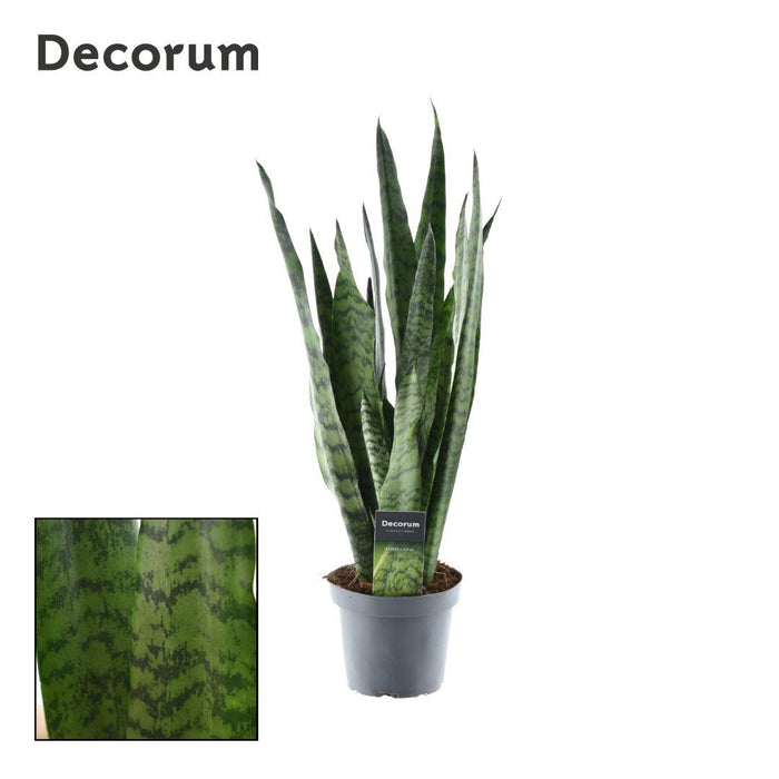 Sansevieria Zeylanica - ↕55cm - Ø14cm