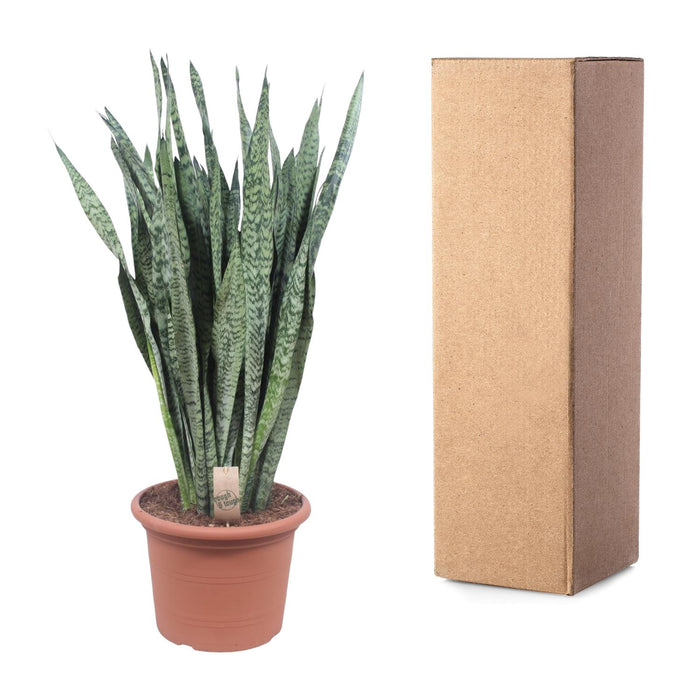 Sansevieria Zeylanica - ↕110cm - Ø35cm