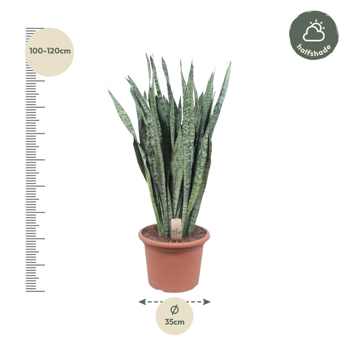 Sansevieria Zeylanica - ↕110cm - Ø35cm