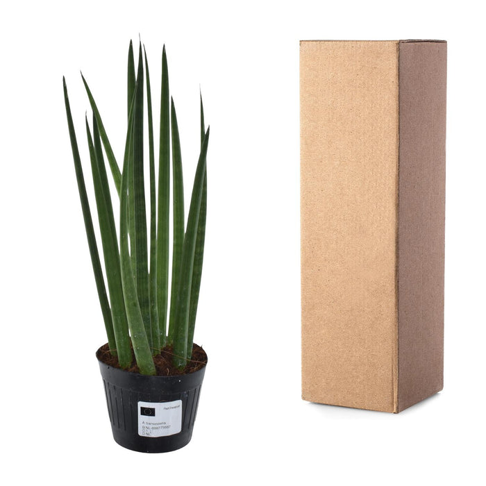 Sansevieria Cylindrica Bacularis  - ↕38 cm - Ø10,5cm