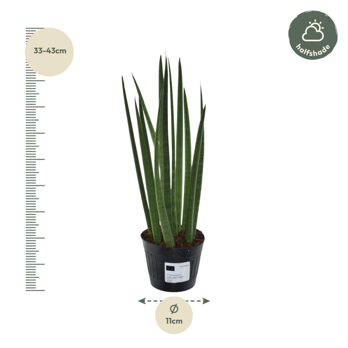 Sansevieria Cylindrica Bacularis  - ↕38 cm - Ø10,5cm