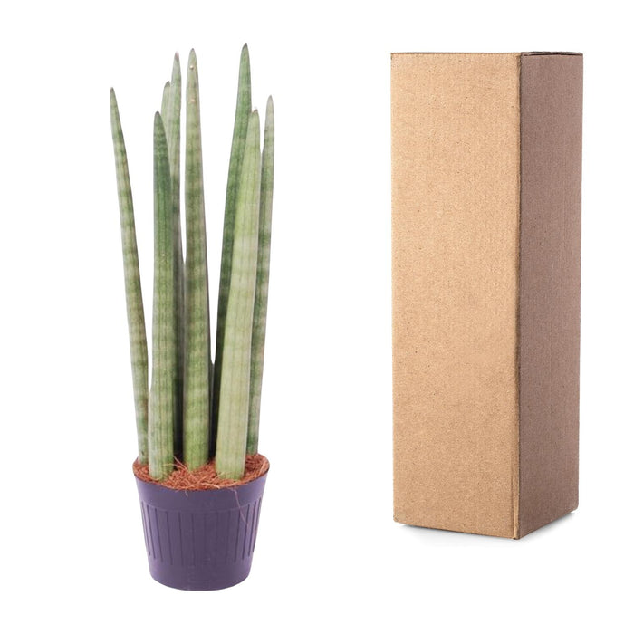 Sansevieria Cylindrica Spaghetti - ↕40cm - Ø10,5cm