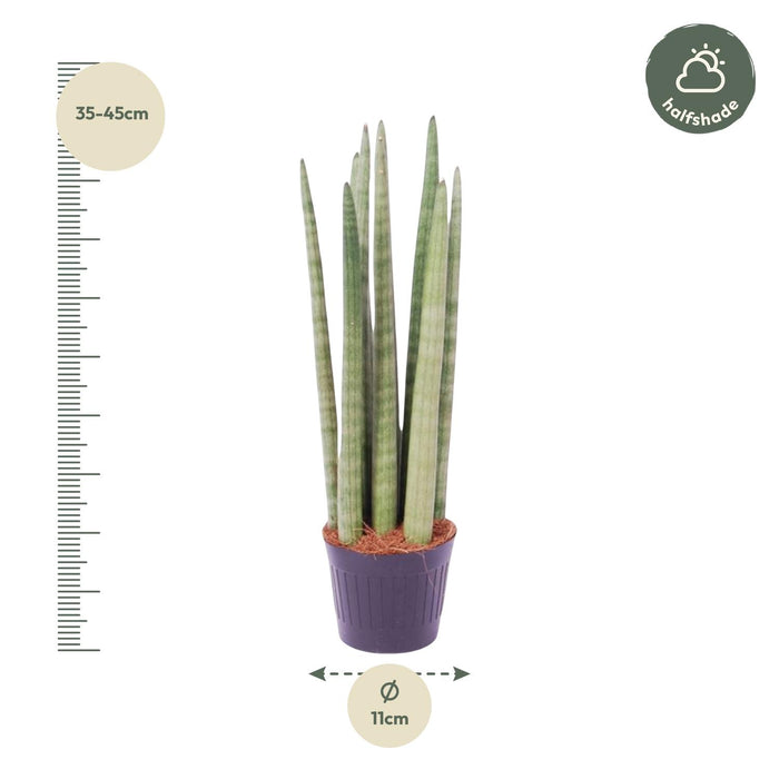 Sansevieria Cylindrica Spaghetti - ↕40cm - Ø10,5cm