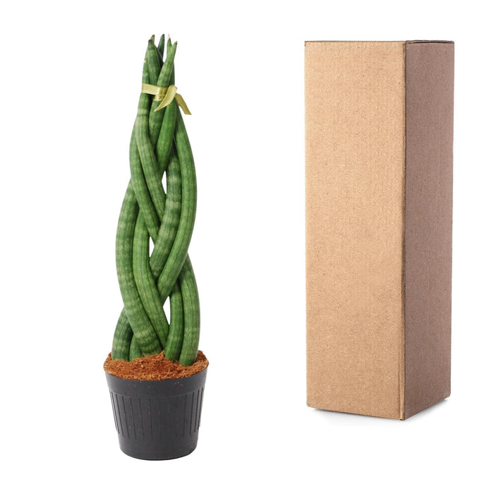 Sansevieria Cylindrica 'Twist' - ↕40cm - Ø10,5cm