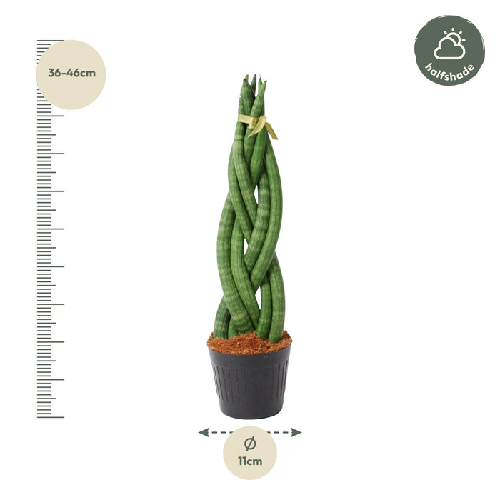 Sansevieria Cylindrica 'Twist' - ↕40cm - Ø10,5cm