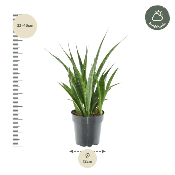 Sansevieria Kirkii 'Friends' - ↕38cm - Ø12cm