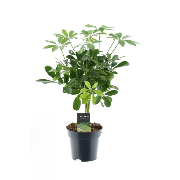 Schefflera Compacta Nora - ↕50cm - Ø14cm