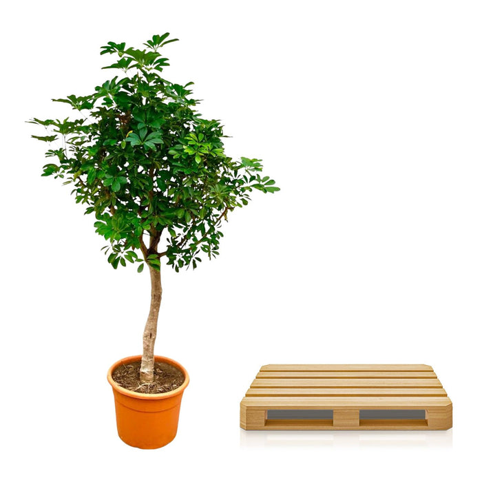 Schefflera op stam - ↕225cm - Ø45cm