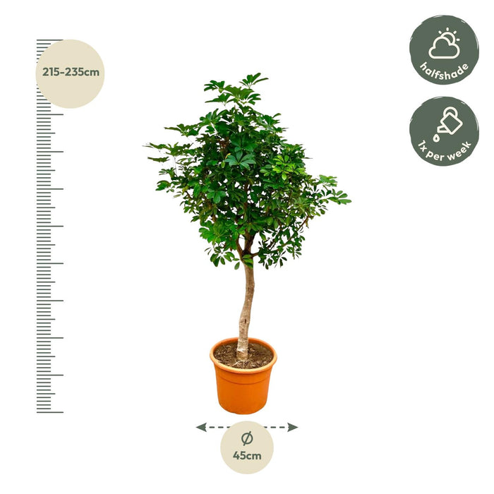 Schefflera op stam - ↕225cm - Ø45cm