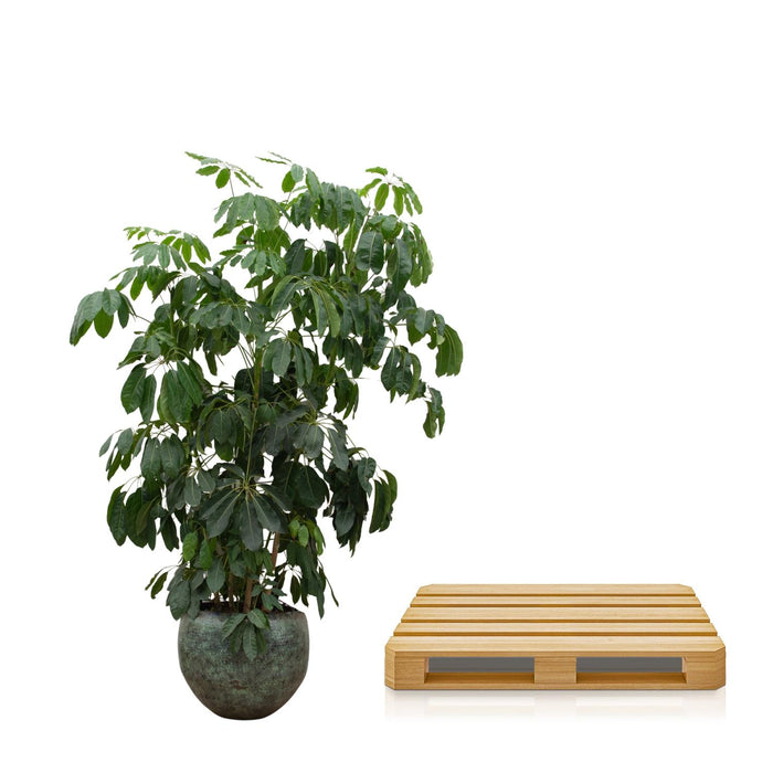 Schefflera Amate XL - ↕250 cm - Ø50cm