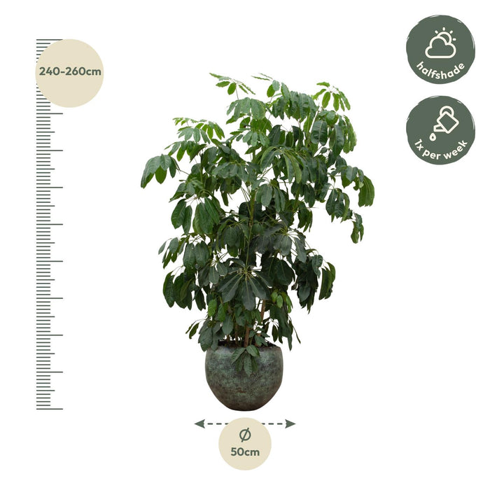 Schefflera Amate XL - ↕250 cm - Ø50cm