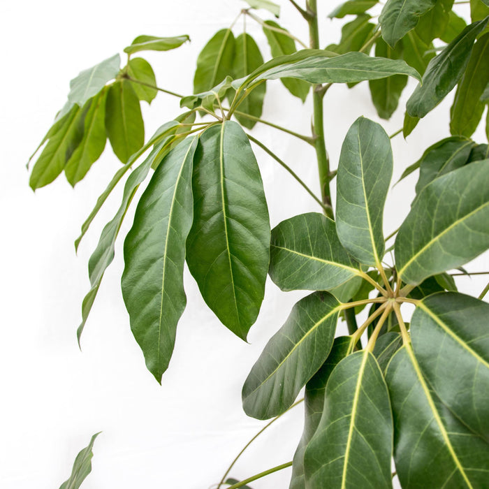 Schefflera Amate XL - ↕250 cm - Ø50cm