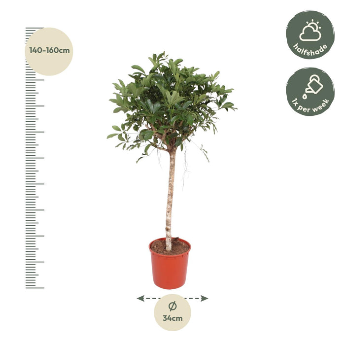 Schefflera Arboricola Compacta boom - ↕190cm - Ø45cm