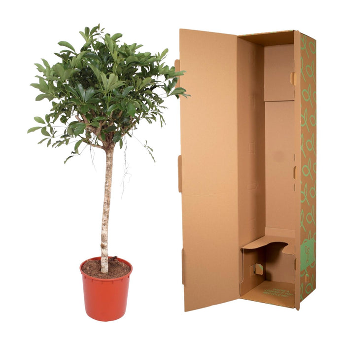 Schefflera Arboricola Compacta boom - ↕190cm - Ø45cm