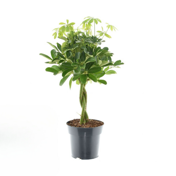 Schefflera Compacta Nora - ↕60cm - Ø17cm