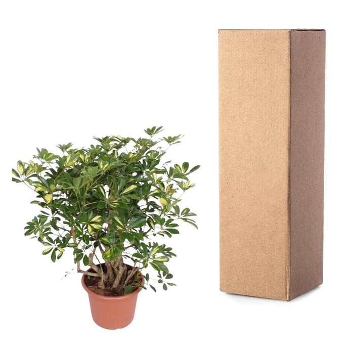 Schefflera Gold Capella vertakt - ↕130 cm - Ø40cm