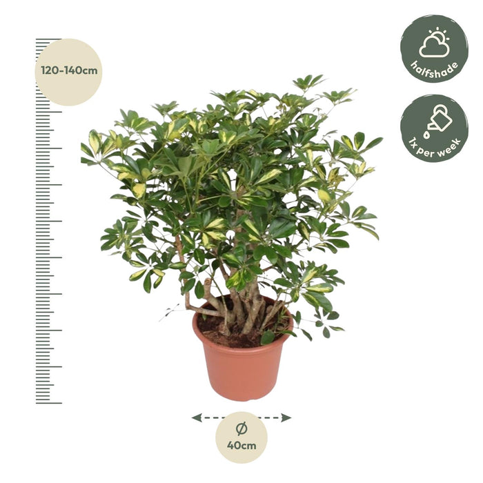 Schefflera Gold Capella vertakt - ↕130 cm - Ø40cm