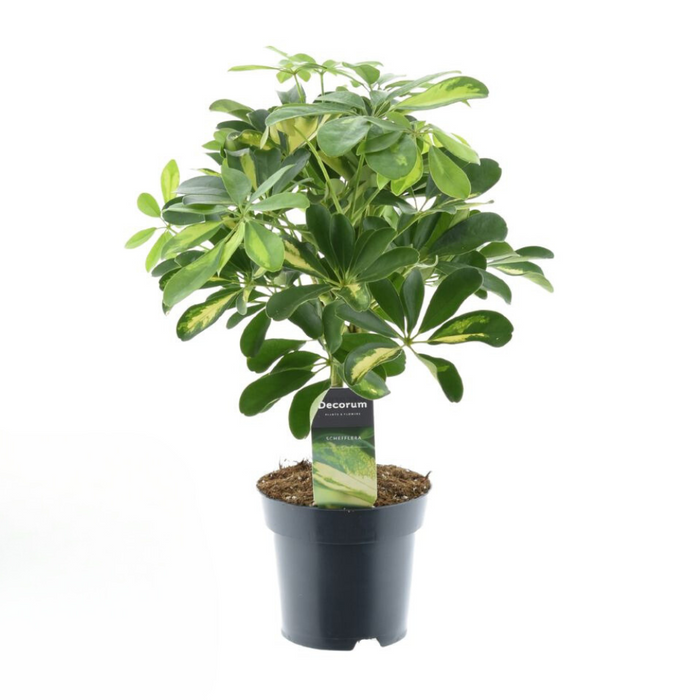 Schefflera Gold Capella - ↕50cm - Ø14cm