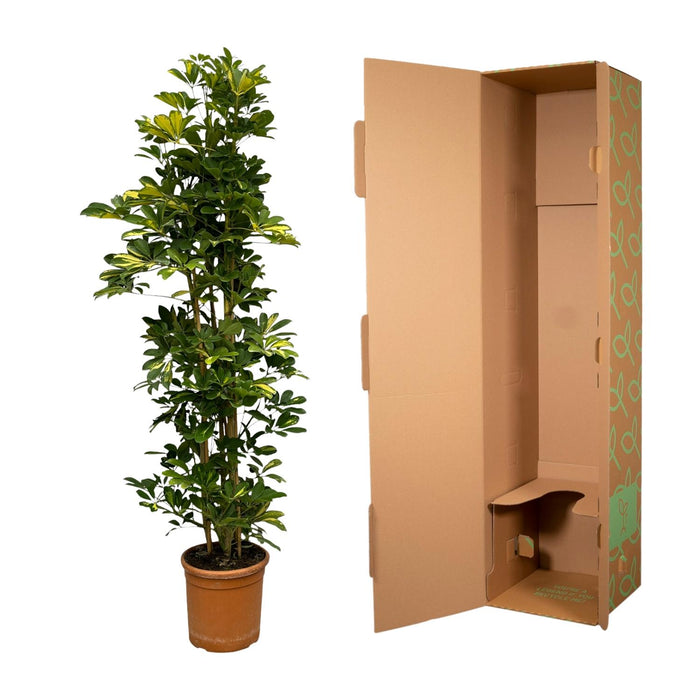 Schefflera Gold Capella struik - ↕160 cm - Ø30cm