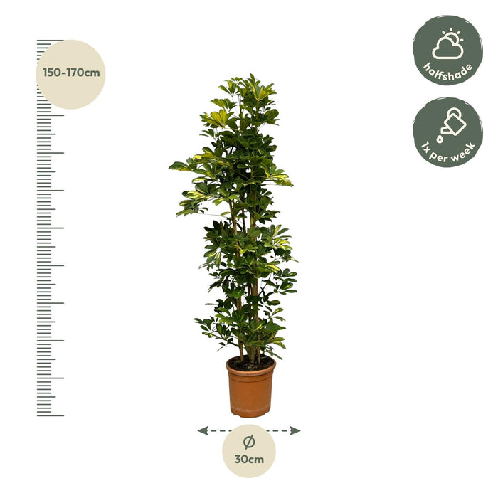 Schefflera Gold Capella struik - ↕160 cm - Ø30cm