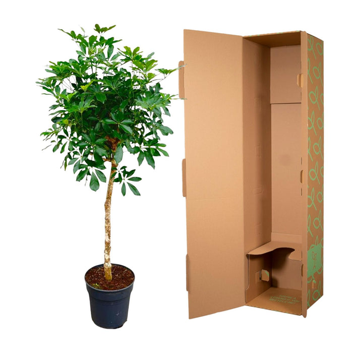 Schefflera op stam - ↕180cm - Ø34cm