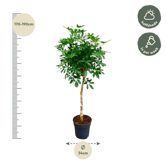 Schefflera op stam - ↕180cm - Ø34cm