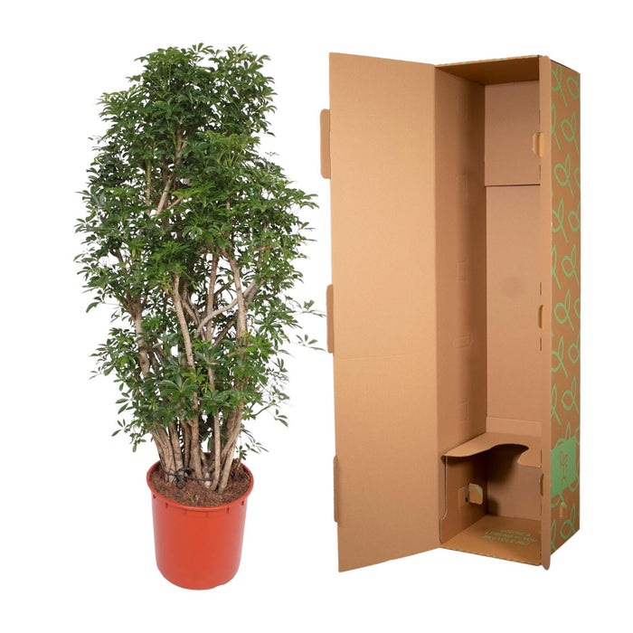 Schefflera Luseana - ↕160 cm - Ø34cm