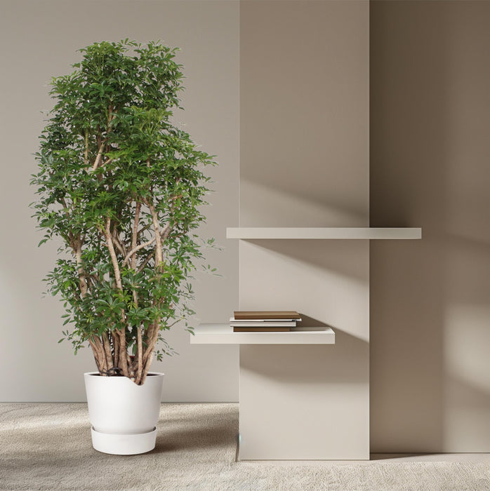 Schefflera Luseana - ↕160 cm - Ø34cm