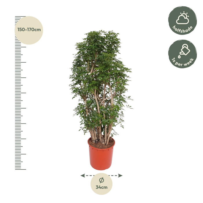 Schefflera Luseana - ↕160 cm - Ø34cm