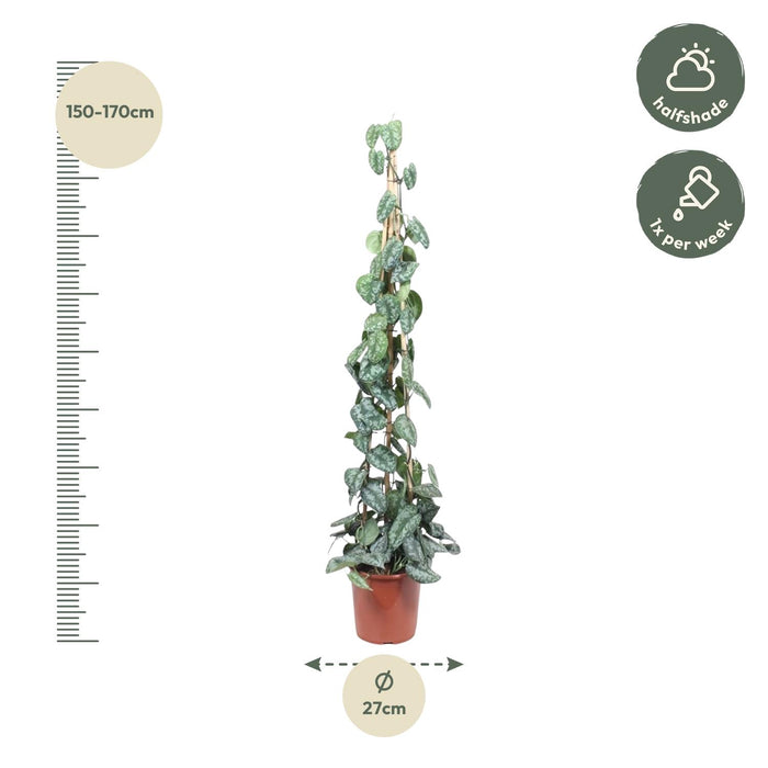 Scindapsus Pictus Trebie Piramide - ↕160 cm - Ø27cm