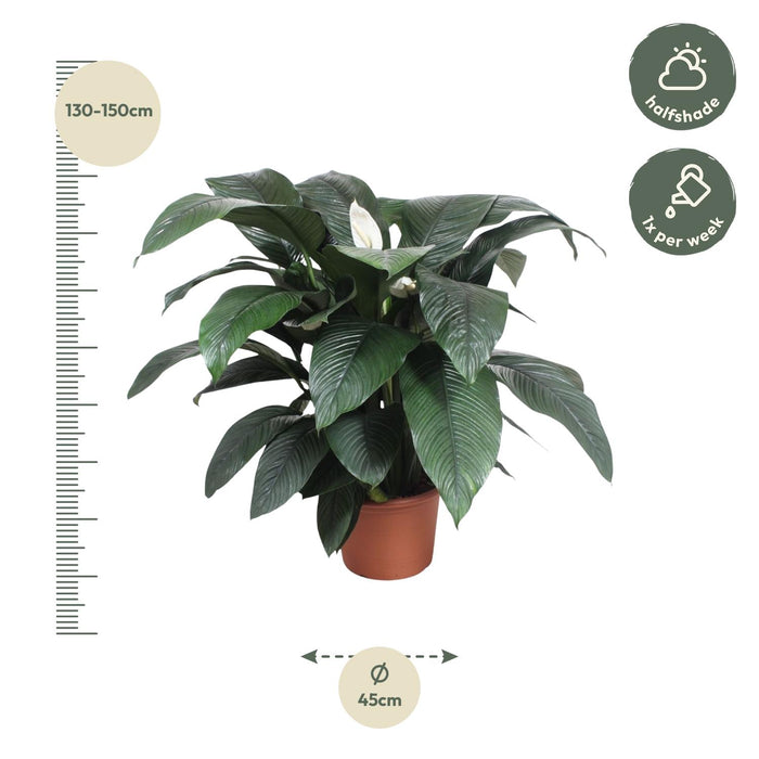 Spathiphyllum Sensation - ↕140 cm - Ø45cm