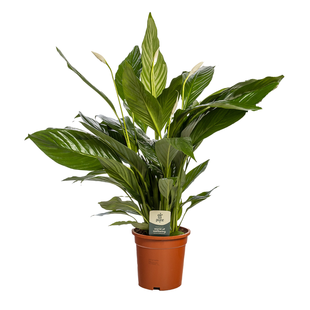 Lepelplant - Spathiphyllum