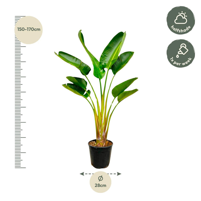 Strelitzia Augusta - ↕160 cm - Ø28cm