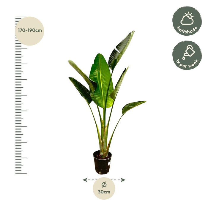 Strelitzia Augusta - ↕180cm - Ø30cm