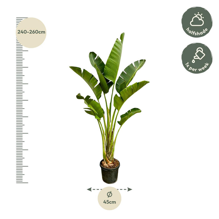 Strelitzia Augusta - ↕250cm - Ø45cm