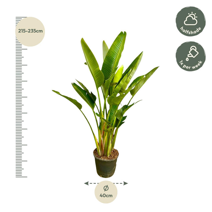 Strelitzia Augusta multi stam XXL - ↕225cm - Ø40cm