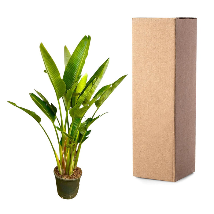 Strelitzia Augusta multi stam XXL - ↕225cm - Ø40cm