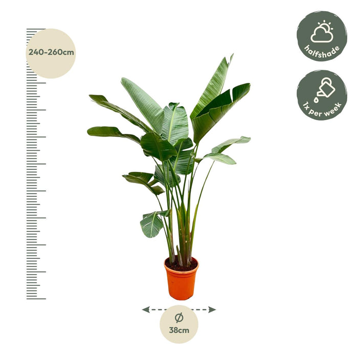 Strelitzia Augusta de luxe XXL - ↕250cm - Ø38cm