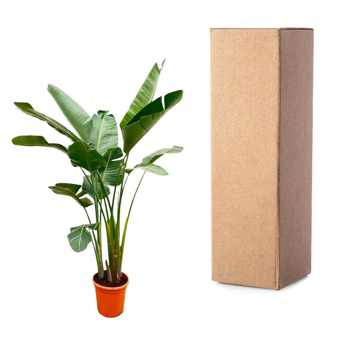 Strelitzia Augusta de luxe XXL - ↕250cm - Ø38cm