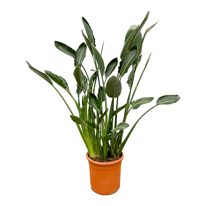 Strelitzia Reginae XL - ↕160cm - Ø30cm