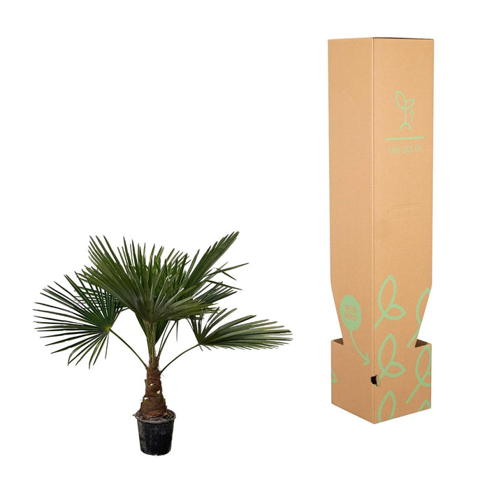 Trachycarpus - ↕90cm- Ø21cm