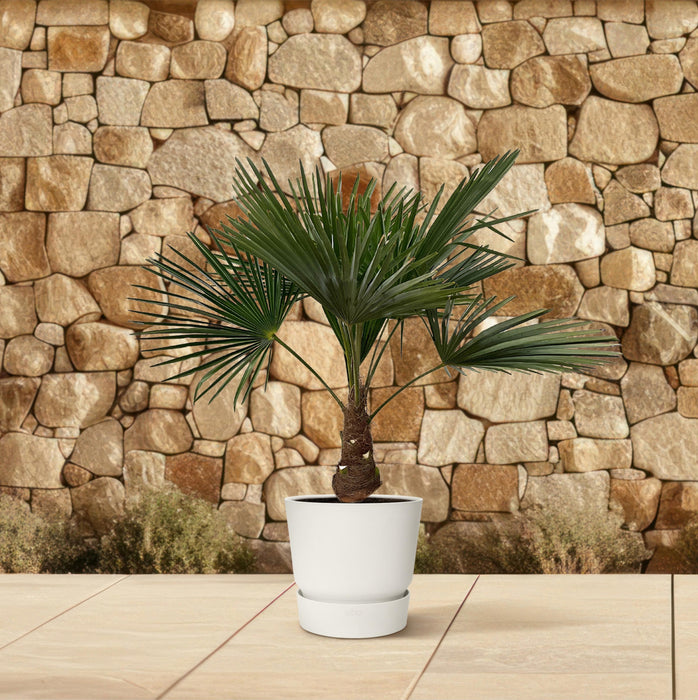 Trachycarpus - ↕90cm- Ø21cm