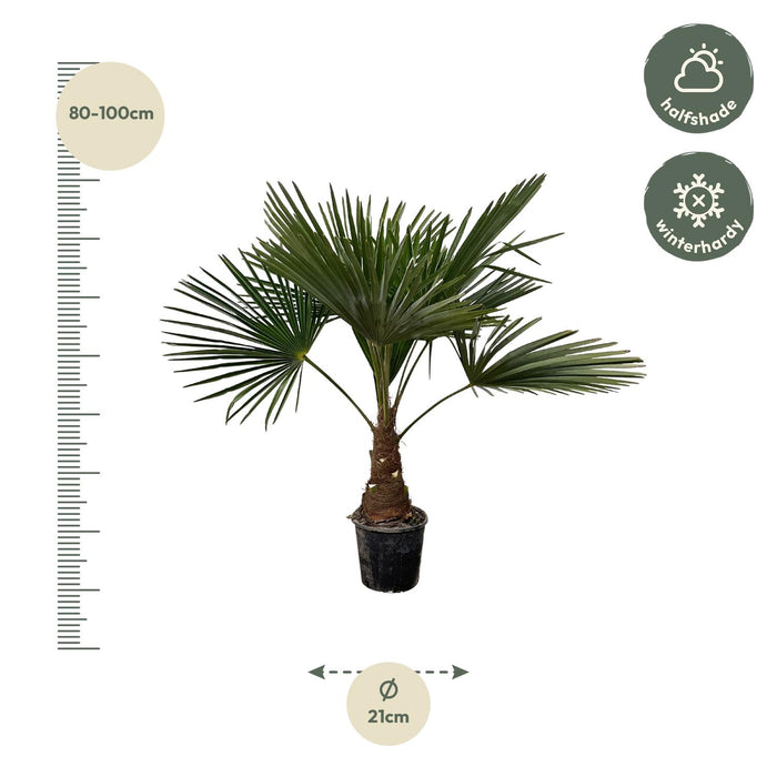 Trachycarpus - ↕90cm- Ø21cm