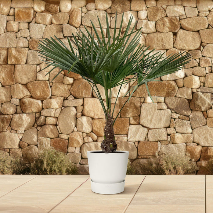 Trachycarpus - ↕130cm- Ø27cm