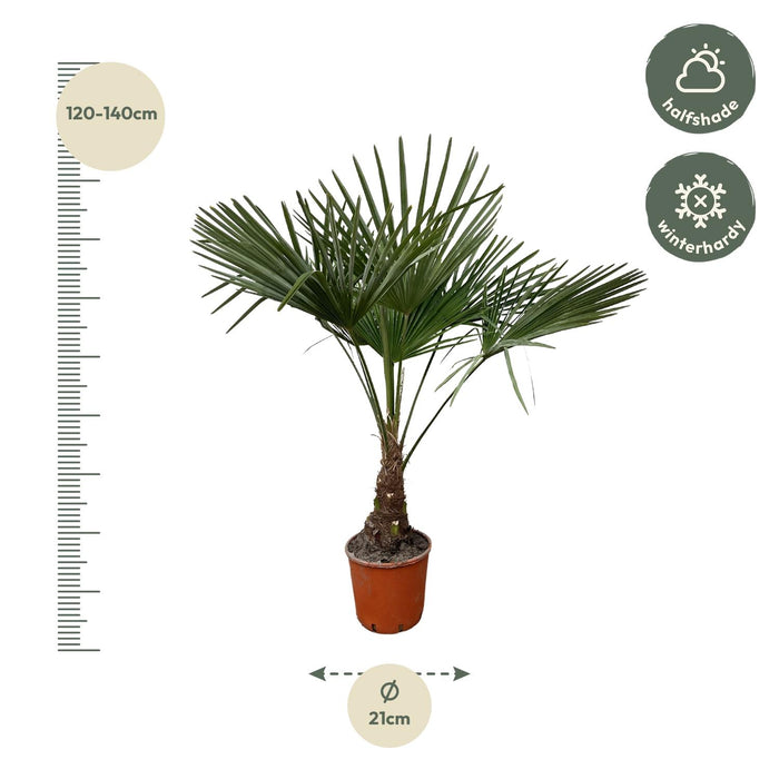 Trachycarpus - ↕130cm- Ø27cm