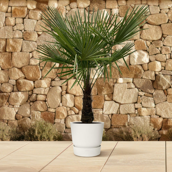 Trachycarpus - ↕180cm- Ø30cm