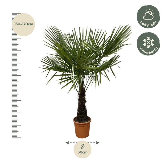 Trachycarpus - ↕180cm- Ø30cm