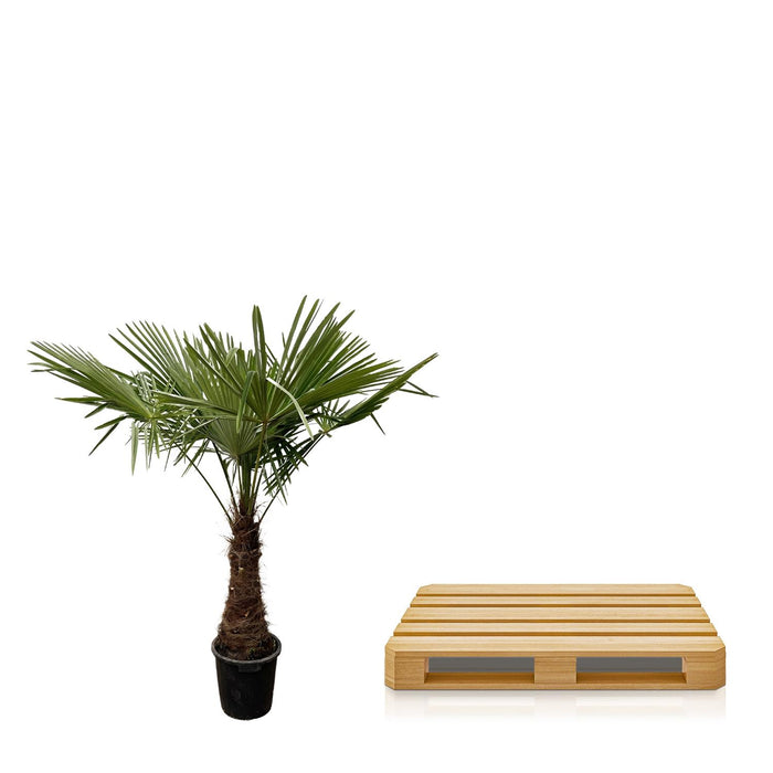 Trachycarpus - ↕235cm- Ø40cm