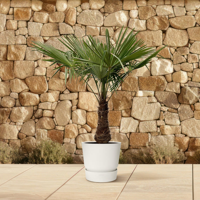 Trachycarpus - ↕235cm- Ø40cm